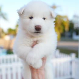 Bella - White female Siberian Husky puppy in Miami, Florida from Blue Moon Huskies