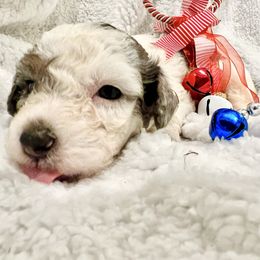 DOUGHNUT - Brown and white male Bernedoodle puppy in Houston, Texas from Pia’s Doodle Poodle Wag