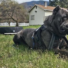 Cane Corso All Grown Up from Bane's Legacy Cane Corso