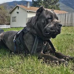 Cane Corso All Grown Up from Bane's Legacy Cane Corso