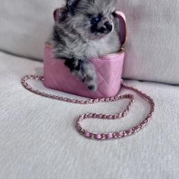 Tokyo - Blue merle male Pomeranian puppy in Canandaigua, New York from Fingerlakes Pomeranians