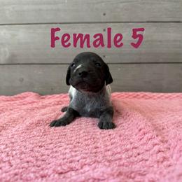 Fancy - Black roan female German Shorthaired Pointer puppy in Axton, Virginia from Red Clay Kennels