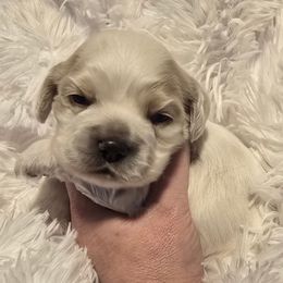 Groot - Red roan male Cocker Spaniel puppy in Florence, South Carolina from Reddick's American Cocker Spaniels