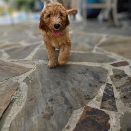 Bonnie - Apricot female Goldendoodle puppy in Lumberton, Texas from SETX Doodle Den LLC