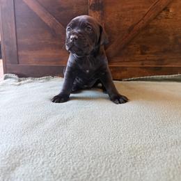 Cane Corso Puppies from Cowan Farms