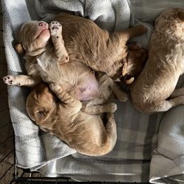 Goldendoodle Puppies from J&J Doodles