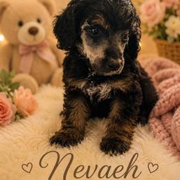 Nevaeh - Phantom female Poodle puppy in Washington, Pennsylvania from Patriotic Poodles