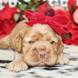 Polly - Red female Cocker Spaniel puppy in Rattan, Oklahoma from Double M Cocker Spaniels