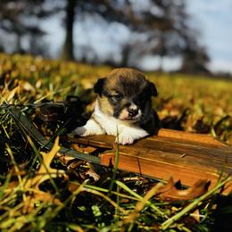 Turkey - Sable male Pembroke Welsh Corgi puppy in Sheldon, Missouri from Clearsky Corgis