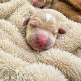 Funshine Bear - Apricot female Goldendoodle puppy in Rocky Point, North Carolina from CelticDoods