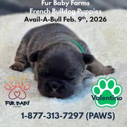 Valentino - Blue fawn male French Bulldog puppy in Michigan from Fur Baby Farms