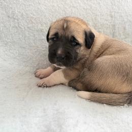 Girl 1 - Fawn female Anatolian Shepherd Dog puppy in Avon Park, Florida from Sandy Pines Homestead