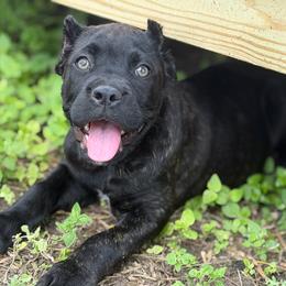 Nyx - Black brindle female Cane Corso puppy in Sandia, Texas from OneTime Cane Corso