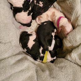 Australian Labradoodle and Labradoodle Puppies from Tyson's Farm Labradoodles