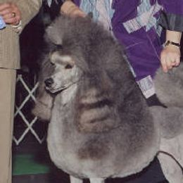 Tina - Poodle