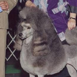 Tina - Poodle