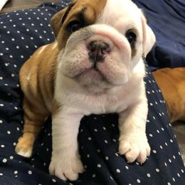 English Bulldog Puppies from Bullberry Farm