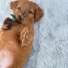 Green bow OFA - Red male Cavapoo puppy in Evart, Michigan from Northern’s Cute Cuddly Cava Poos