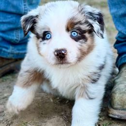 Rocky - Red merle male Miniature Australian Shepherd puppy in Luling, Texas from Little Wood Toy and Mini Aussies