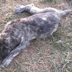 LittleBoyBlue - Brindle Anatolian Shepherd Dog puppy in Virginia from One Chick Farm