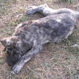 LittleBoyBlue - Brindle Anatolian Shepherd Dog puppy in Virginia from One Chick Farm