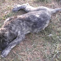 LittleBoyBlue - Brindle Anatolian Shepherd Dog puppy in Virginia from One Chick Farm