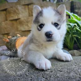 Taylor - Gray and white male Siberian Husky puppy in Addison, Michigan from Gray Run Siberian Huskies
