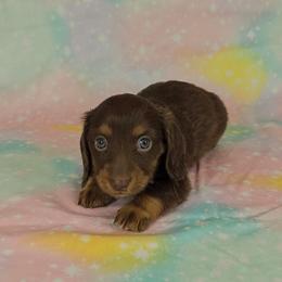 Dachshund Puppies from Newbern's Nuggets