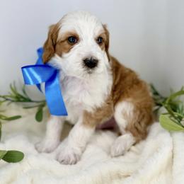 Shrek - Brown and white male Bernedoodle puppy in Mapleton, Utah from Natural Doodle Life