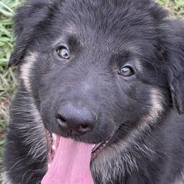 Black and Tan Male - Black and tan German Shepherd puppy in Salisbury Ctr, New York from Harris German Shepherds