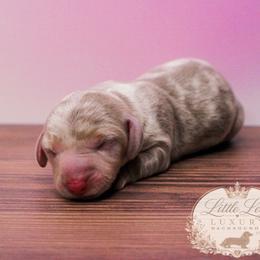 CKC Honey - Dapple female Dachshund puppy in Christiansburg, Virginia from Little Legs Luxury Dachshunds LLC