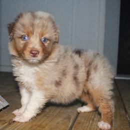Poppy - Red merle female Australian Shepherd puppy in Star City, Arkansas from Blush & Lace Aussie Co.