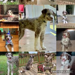 Rocky - Assorted Doodle Crosses