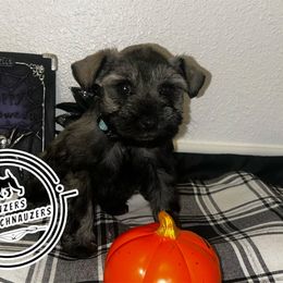 Sky - Salt and pepper female Miniature Schnauzer puppy in Conroe, Texas from Wowzers Mini Schnauzers