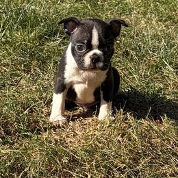 Victor - Black and white male Boston Terrier puppy in Fillmore, Illinois from Wind Hill Puppies