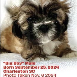 Shih Tzu Puppies from Holy City Shih Tzu