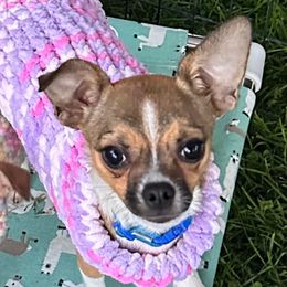 Boy 1 Archie - Fawn male Chihuahua puppy in Roseville, California from California Dreaming