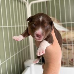 Pekin - Red tri-color female Miniature American Shepherd puppy in Groesbeck, Texas from Empire Miniature American Shepherds