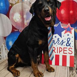 Raiden - Rottweiler