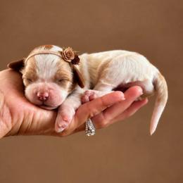 Winnie - Red and white female Cockapoo puppy in Santa Barbara, California from K+C Doodles