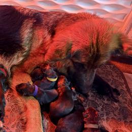 Krush - Black and red male German Shepherd puppy in Canton, Texas from WILDWOOD GERMAN SHEPHERDS