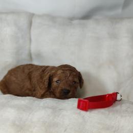 Maddie OFA and CHIC parents - Red  female Poodle puppy in Westfield, North Carolina from Legacy Pets