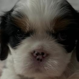 Cavapoos from Robin's Cavapoos