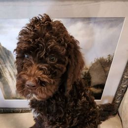 Boy 2 - Goldendoodle puppy from Angel Breed Solutions