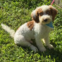 Peter - Parti male Goldendoodle puppy in Lancaster, Kentucky from Dream Paws Puppies, LLC