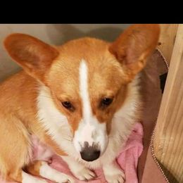 Mable  - Pembroke Welsh Corgi