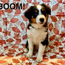 Boom - Black tri male Miniature American Shepherd puppy in Rochelle, Illinois from Countryside Kennels and Aussies