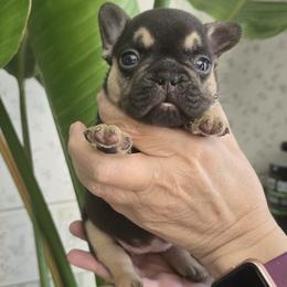Kai - Tricolors female French Bulldog puppy in Germantown, Ohio from LaBelle Bulldogs