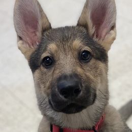 German Shepherds from Freedom Shepherds