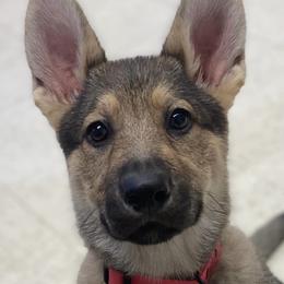 German Shepherds from Freedom Shepherds